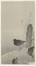Poule d'eau - Ohara Koson — vista dell’opera