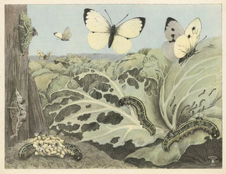 Oluf August Hermansen - Cabbage butterflies.webp