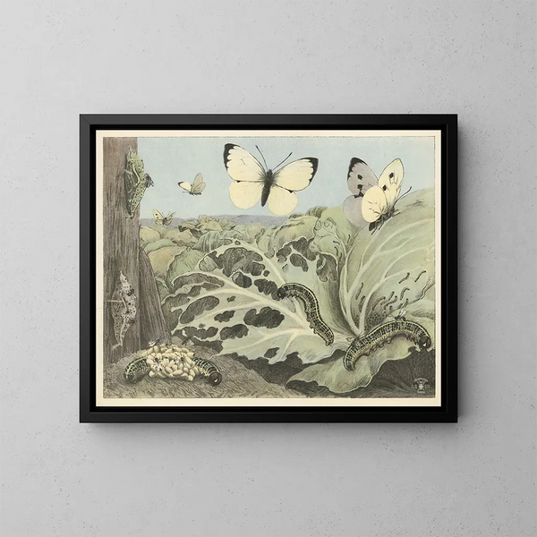 Farfalle di cavolo - Oluf August Hermansen — quadro incorniciato alla parete