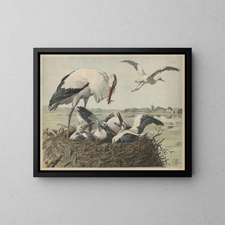 Oluf August Hermansen - Stork.webp