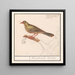 Ortolan Emberiza hortulana - Anselmus Botius de Boodt — quadro incorniciato alla parete