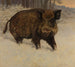 Cinghiale nella neve - Otto Fikentscher — vista dell’opera