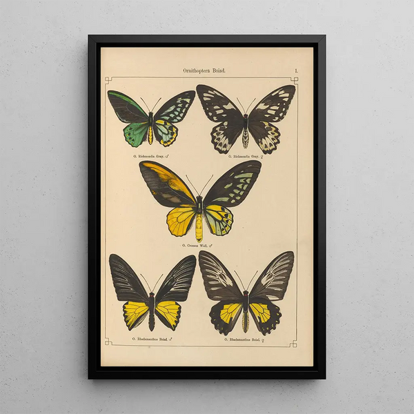 Papillons exotiques Pl001 - Otto Staudinger — quadro incorniciato alla parete
