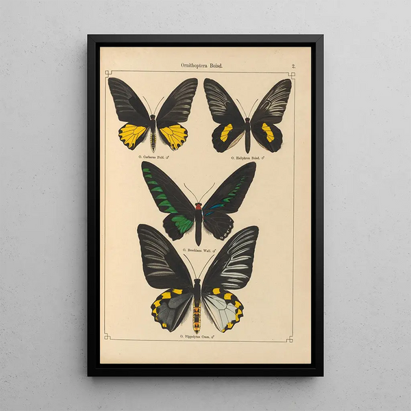 Papillons exotiques Pl002 - Otto Staudinger — quadro incorniciato alla parete