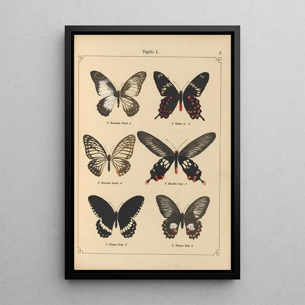 Papillons exotiques Pl003 - Otto Staudinger — quadro incorniciato alla parete