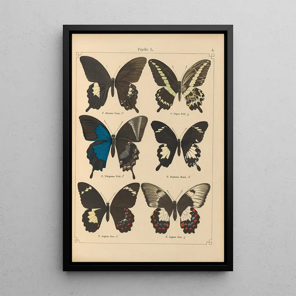 Papillons exotiques Pl004 - Otto Staudinger — quadro incorniciato alla parete