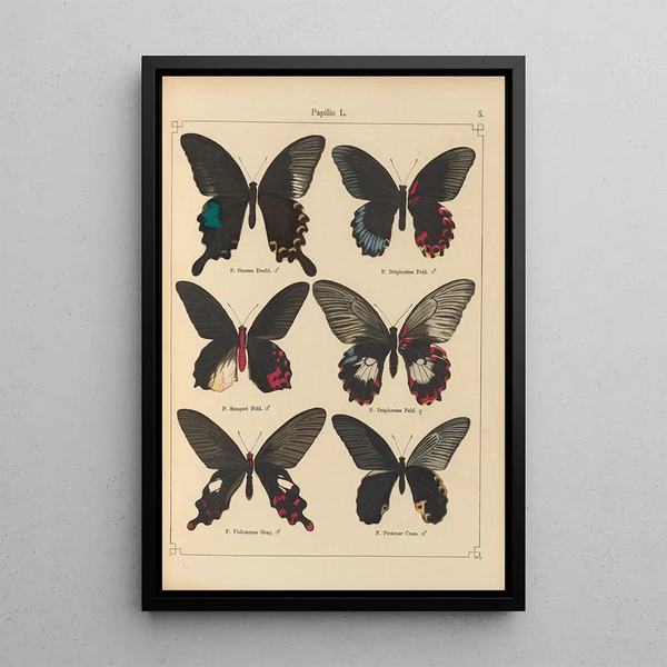 Papillons exotiques Pl005 - Otto Staudinger — quadro incorniciato alla parete