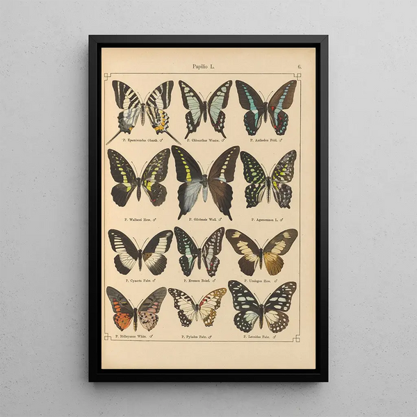 Papillons exotiques Pl006 - Otto Staudinger — quadro incorniciato alla parete