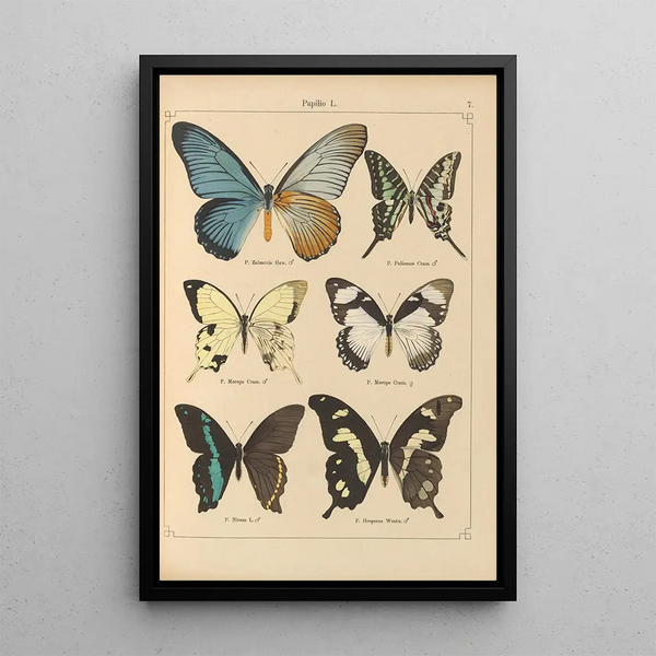 Papillons exotiques Pl007 - Otto Staudinger — quadro incorniciato alla parete