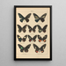 Papillons exotiques Pl008 - Otto Staudinger — quadro incorniciato alla parete