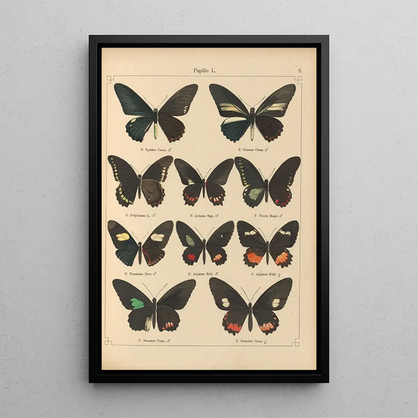 Papillons exotiques Pl008 - Otto Staudinger — quadro incorniciato alla parete