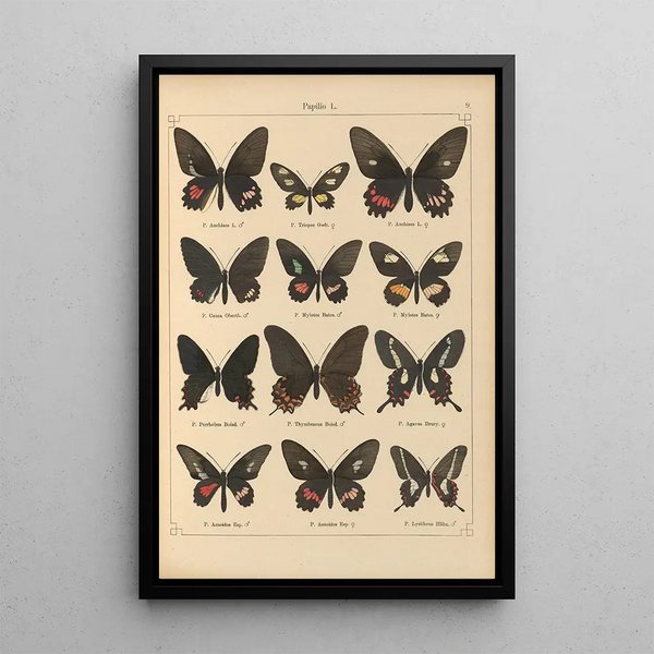 Papillons exotiques Pl009 - Otto Staudinger — quadro incorniciato alla parete