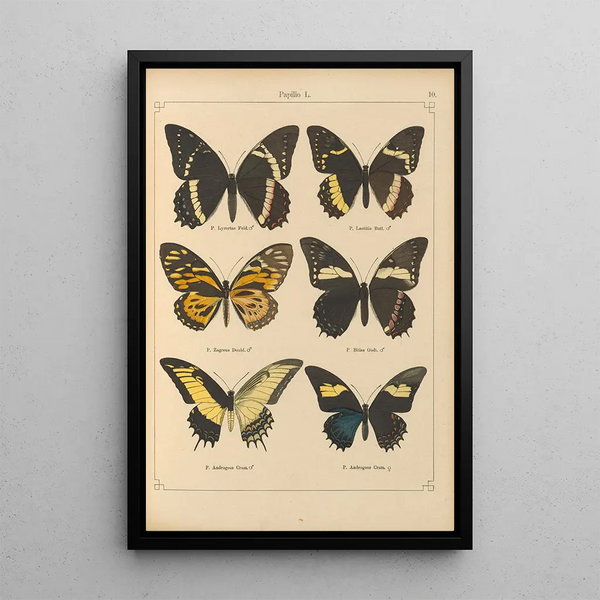 Papillons exotiques Pl010 - Otto Staudinger — quadro incorniciato alla parete