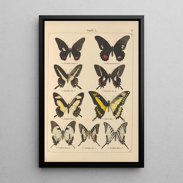 Papillons exotiques Pl011 - Otto Staudinger — quadro incorniciato alla parete