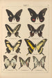Papillons exotiques Pl011 - Otto Staudinger — vista dell’opera