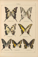 Papillons exotiques Pl012 - Otto Staudinger — vista dell’opera