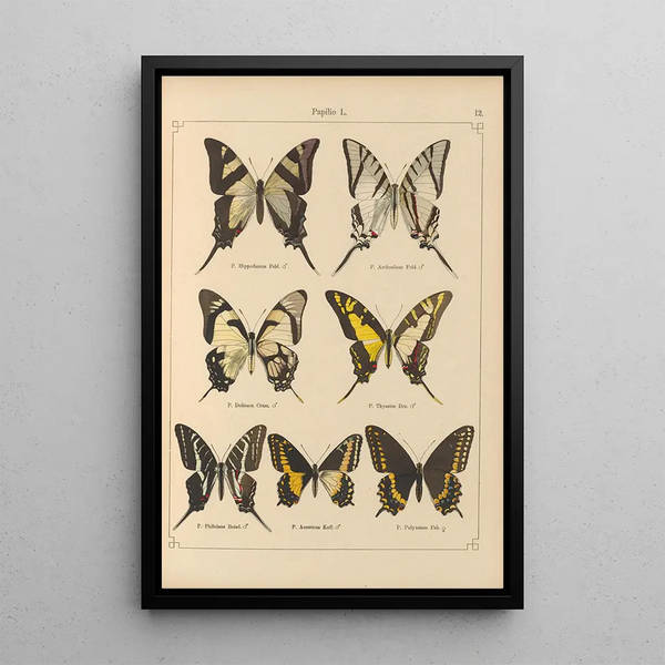 Papillons exotiques Pl012 - Otto Staudinger — quadro incorniciato alla parete