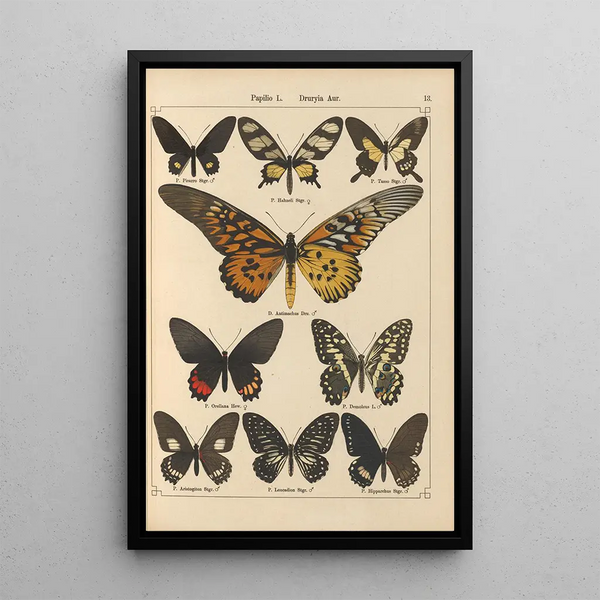 Papillons exotiques Pl013 - Otto Staudinger — quadro incorniciato alla parete
