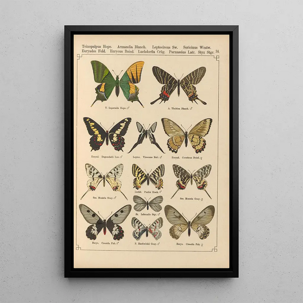 Papillons exotiques Pl014 - Otto Staudinger — quadro incorniciato alla parete