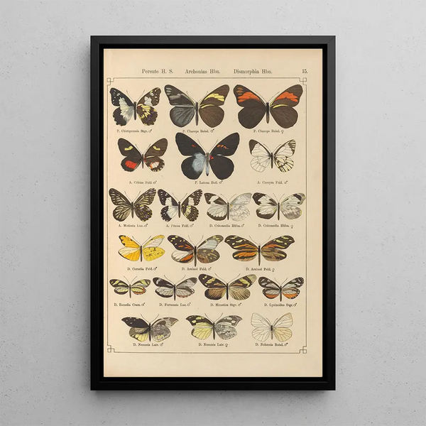 Papillons exotiques Pl015 - Otto Staudinger — quadro incorniciato alla parete