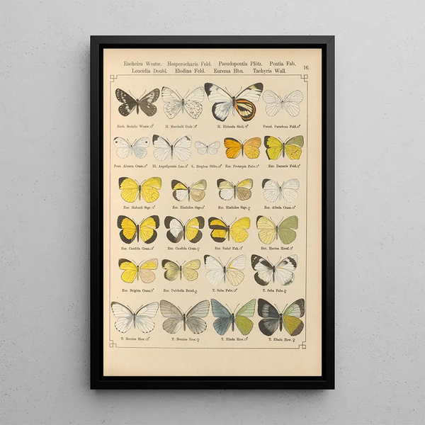 Papillons exotiques Pl016 - Otto Staudinger — quadro incorniciato alla parete