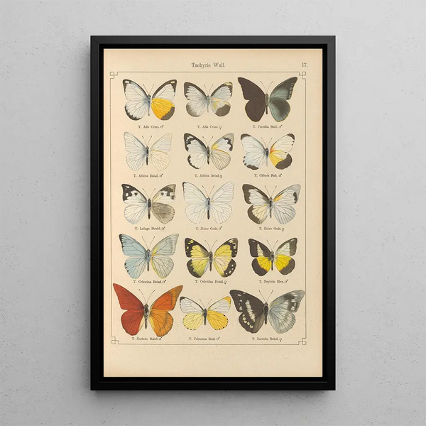 Papillons exotiques Pl017 - Otto Staudinger — quadro incorniciato alla parete