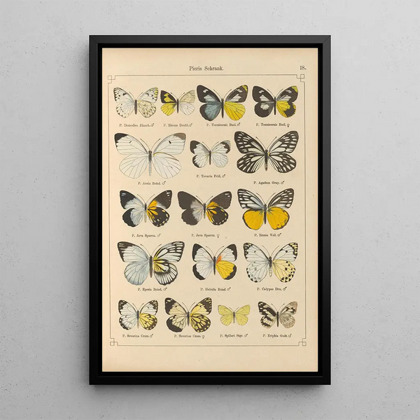 Papillons exotiques Pl018 - Otto Staudinger — quadro incorniciato alla parete