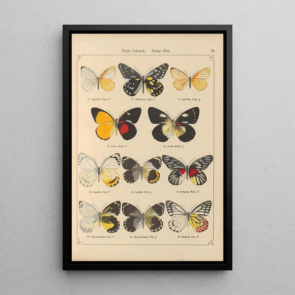 Papillons exotiques Pl019 - Otto Staudinger — quadro incorniciato alla parete