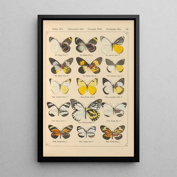 Papillons exotiques Pl020 - Otto Staudinger — quadro incorniciato alla parete