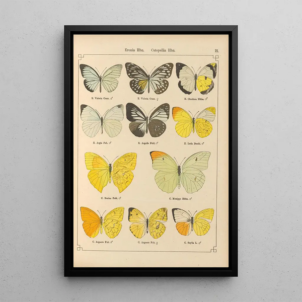 Papillons exotiques Pl021 - Otto Staudinger — quadro incorniciato alla parete