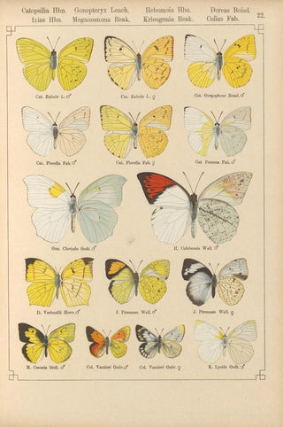 Otto Staudinger - Exotische schmetterlinge Pl022.webp