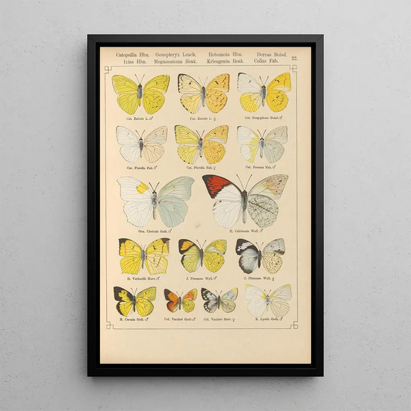 Papillons exotiques Pl022 - Otto Staudinger — quadro incorniciato alla parete