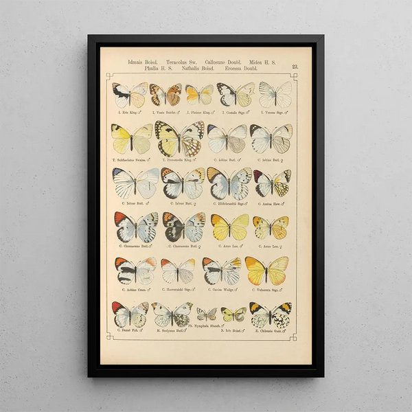 Papillons exotiques Pl023 - Otto Staudinger — quadro incorniciato alla parete