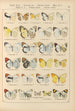 Papillons exotiques Pl023 - Otto Staudinger — vista dell’opera