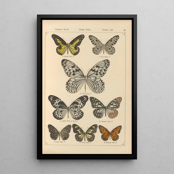 Papillons exotiques Pl024 - Otto Staudinger — quadro incorniciato alla parete