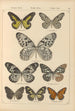 Papillons exotiques Pl024 - Otto Staudinger — vista dell’opera
