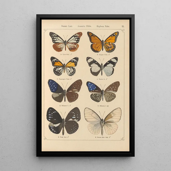 Papillons exotiques Pl025 - Otto Staudinger — quadro incorniciato alla parete