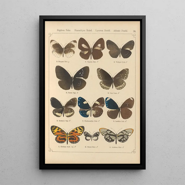 Papillons exotiques Pl026 - Otto Staudinger — quadro incorniciato alla parete
