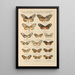 Papillons exotiques Pl027 - Otto Staudinger — quadro incorniciato alla parete