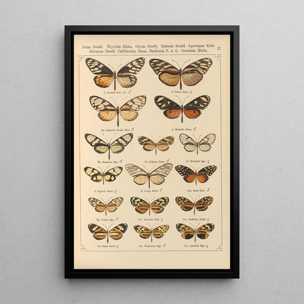 Papillons exotiques Pl027 - Otto Staudinger — quadro incorniciato alla parete