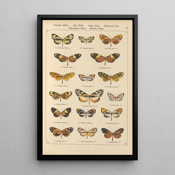 Papillons exotiques Pl028 - Otto Staudinger — quadro incorniciato alla parete