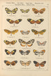 Papillons exotiques Pl028 - Otto Staudinger — vista dell’opera