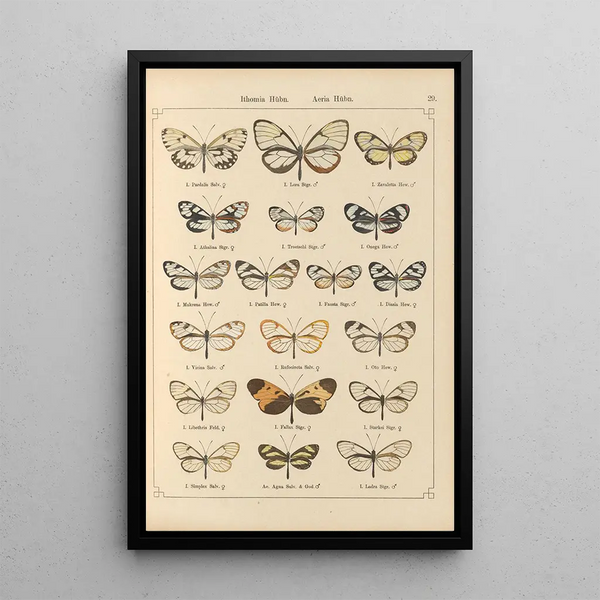 Papillons exotiques Pl029 - Otto Staudinger — quadro incorniciato alla parete