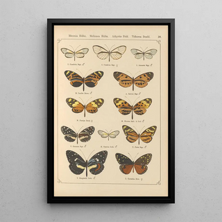 Otto Staudinger - Exotische schmetterlinge Pl030.webp