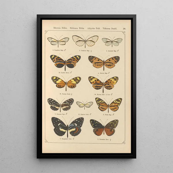 Papillons exotiques Pl030 - Otto Staudinger — quadro incorniciato alla parete