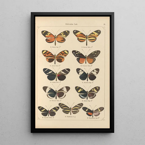 Papillons exotiques Pl031 - Otto Staudinger — quadro incorniciato alla parete