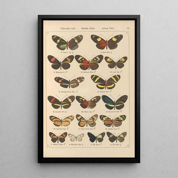 Papillons exotiques Pl032 - Otto Staudinger — quadro incorniciato alla parete