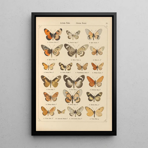 Papillons exotiques Pl033 - Otto Staudinger — quadro incorniciato alla parete