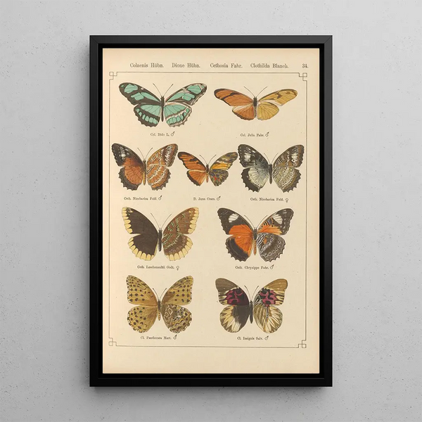 Papillons exotiques Pl034 - Otto Staudinger — quadro incorniciato alla parete