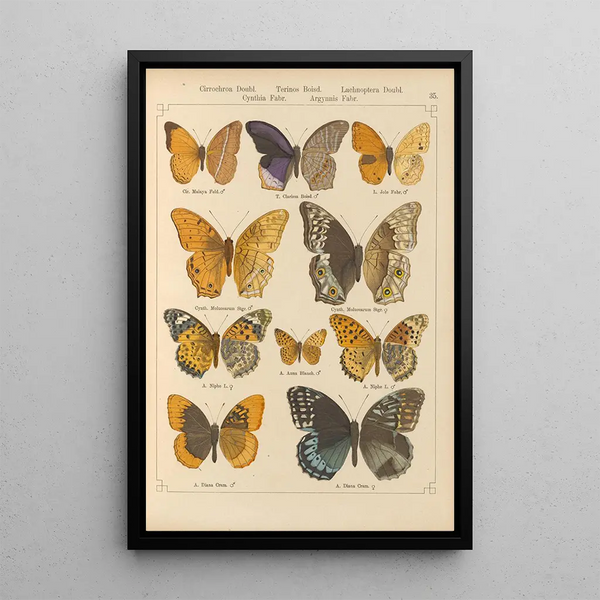Papillons exotiques Pl035 - Otto Staudinger — quadro incorniciato alla parete